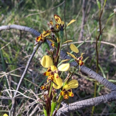 Diuris pardina (Leopard Doubletail) at Albury - 11 Sep 2021 by Darcy