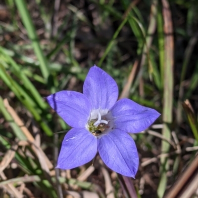 Wahlenbergia sp. (Bluebell) at Albury, NSW - 11 Sep 2021 by Darcy