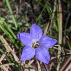 Wahlenbergia sp. (Bluebell) at Nail Can Hill - 11 Sep 2021 by Darcy