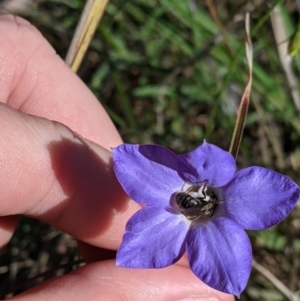 Wahlenbergia sp. at Albury, NSW - 11 Sep 2021 03:26 PM