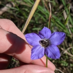 Wahlenbergia sp. at Albury, NSW - 11 Sep 2021 03:26 PM