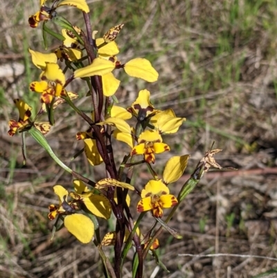Diuris pardina (Leopard Doubletail) at Albury, NSW - 11 Sep 2021 by Darcy
