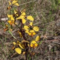 Diuris pardina at Albury, NSW - suppressed