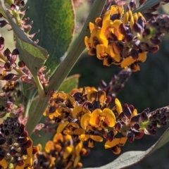 Daviesia latifolia (Hop Bitter-Pea) at Nail Can Hill - 11 Sep 2021 by Darcy