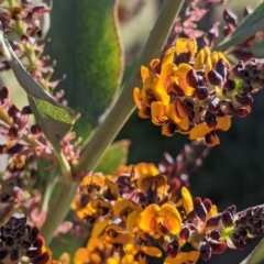 Daviesia latifolia at Albury, NSW - 11 Sep 2021 03:30 PM