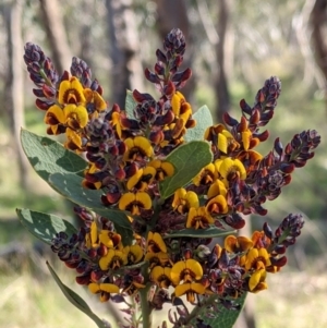 Daviesia latifolia at Albury, NSW - 11 Sep 2021