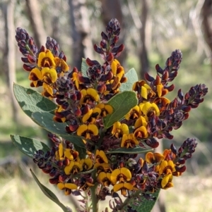 Daviesia latifolia at Albury, NSW - 11 Sep 2021 03:30 PM