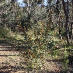 Daviesia latifolia at Albury, NSW - 11 Sep 2021
