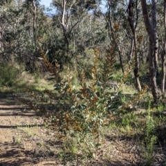 Daviesia latifolia at Albury, NSW - 11 Sep 2021 03:30 PM