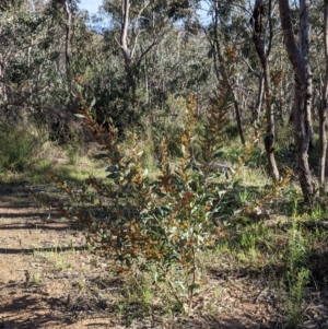 Daviesia latifolia at Albury, NSW - 11 Sep 2021 03:30 PM