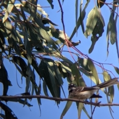 Rhipidura albiscapa (Grey Fantail) at Albury, NSW - 11 Sep 2021 by Darcy