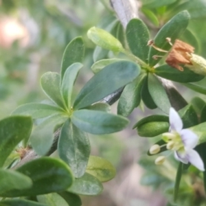 Lycium ferocissimum at Watson, ACT - 11 Sep 2021 05:30 PM