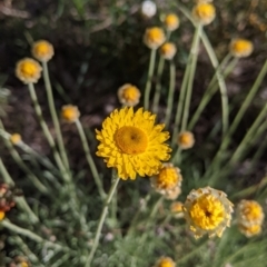 Leucochrysum albicans subsp. albicans (Hoary Sunray) at Nail Can Hill - 11 Sep 2021 by Darcy