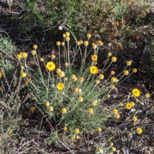 Leucochrysum albicans subsp. albicans at Albury, NSW - 11 Sep 2021