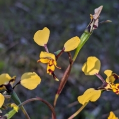 Diuris pardina (Leopard Doubletail) at Albury - 11 Sep 2021 by Darcy