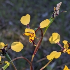 Diuris pardina at Albury, NSW - suppressed