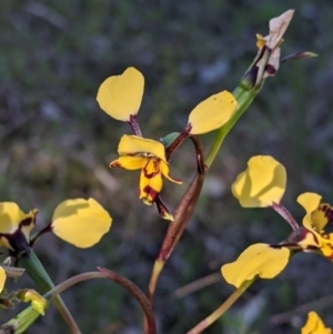 Diuris pardina at Albury, NSW - suppressed