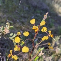 Diuris pardina at Albury, NSW - suppressed