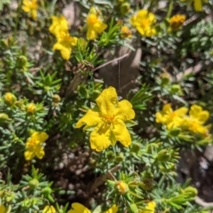 Hibbertia riparia (Erect Guinea-flower) at Albury - 11 Sep 2021 by Darcy