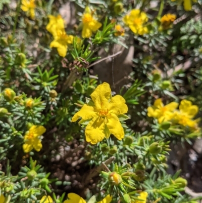Hibbertia riparia (Erect Guinea-flower) at Nail Can Hill - 11 Sep 2021 by Darcy