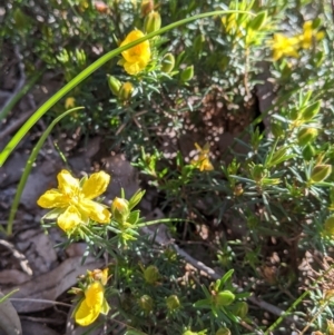 Hibbertia riparia at Albury, NSW - 11 Sep 2021