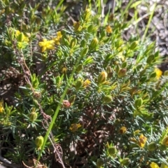 Hibbertia riparia at Albury, NSW - 11 Sep 2021