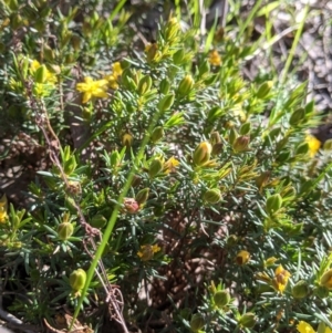 Hibbertia riparia at Albury, NSW - 11 Sep 2021