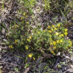 Hibbertia riparia at Albury, NSW - 11 Sep 2021