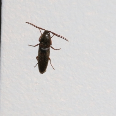 Elateridae sp. (family) (Unidentified click beetle) at Wodonga - 11 Sep 2021 by Kyliegw