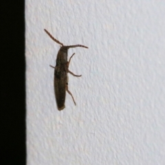 Elateridae (family) at Wodonga, VIC - 11 Sep 2021 07:16 PM