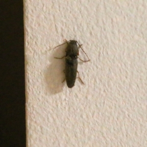 Elateridae sp. (family) at Wodonga, VIC - 11 Sep 2021