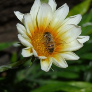 Gazania sp. at Evans Head, NSW - 8 Sep 2021 12:23 PM