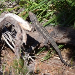 Pogona barbata at Evans Head, NSW - suppressed