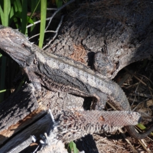 Pogona barbata at Evans Head, NSW - suppressed