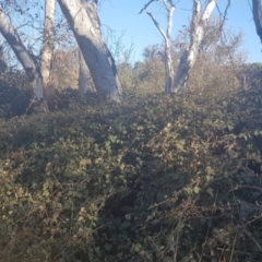 Rubus anglocandicans (Blackberry) at Kenny, ACT - 11 Sep 2021 by MPW