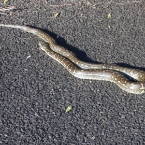 Morelia spilota mcdowelli at Evans Head, NSW - 11 Sep 2021