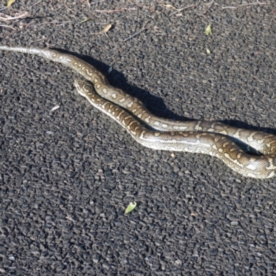 Morelia spilota mcdowelli (Eastern, Coastal or McDowell's Carpet python) at Evans Head, NSW - 11 Sep 2021 by Claw055