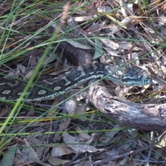 Morelia spilota mcdowelli at Evans Head, NSW - 11 Sep 2021 07:30 PM