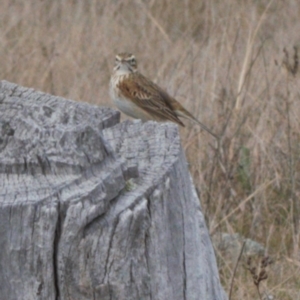 Anthus australis at Chisholm, ACT - 10 Sep 2021