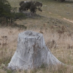 Anthus australis at Chisholm, ACT - 10 Sep 2021 11:10 AM