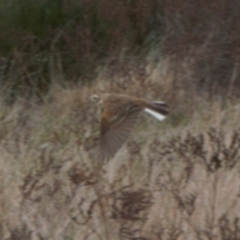 Anthus australis at Chisholm, ACT - 10 Sep 2021