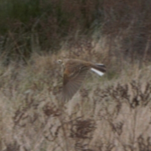 Anthus australis at Chisholm, ACT - 10 Sep 2021 11:10 AM