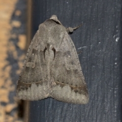 Pantydia sparsa (Noctuid Moth) at Higgins, ACT - 10 Sep 2021 by AlisonMilton
