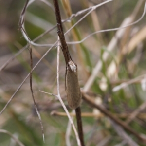 Philobota (genus) at Theodore, ACT - 10 Sep 2021