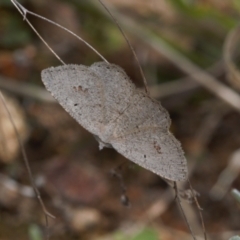 Casbia pallens (Pale Casbia) at Tuggeranong Hill - 10 Sep 2021 by RAllen