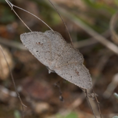 Casbia pallens (Pale Casbia) at Theodore, ACT - 10 Sep 2021 by RAllen