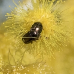 Ditropidus sp. (genus) at Higgins, ACT - 10 Sep 2021