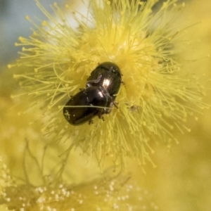 Ditropidus sp. (genus) at Higgins, ACT - 10 Sep 2021