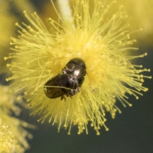 Ditropidus sp. (genus) at Higgins, ACT - 10 Sep 2021