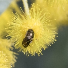 Ditropidus sp. (genus) at Higgins, ACT - 10 Sep 2021